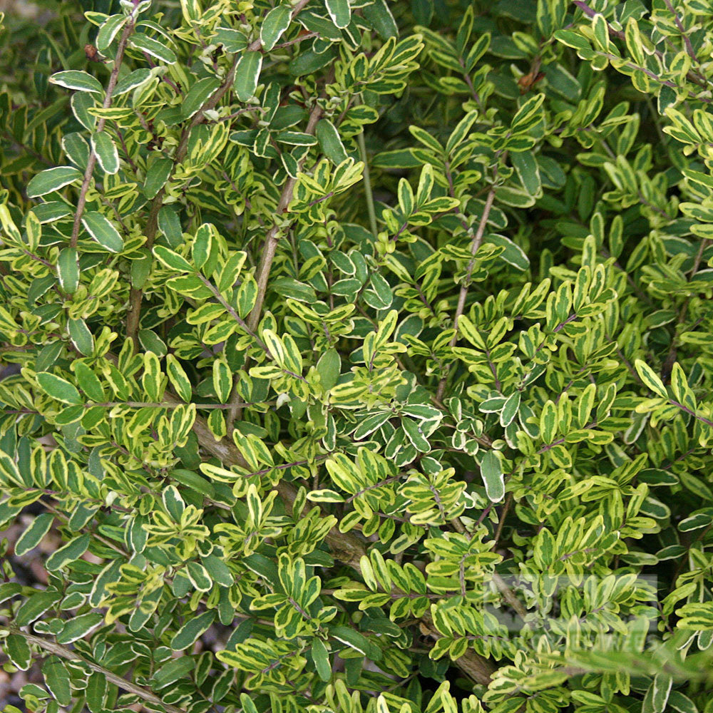 The dense cluster of green and white-edged leaves of the Lonicera Lemon Beauty, also known as Variegated Shining Honeysuckle, makes it a perfect evergreen groundcover for your garden.