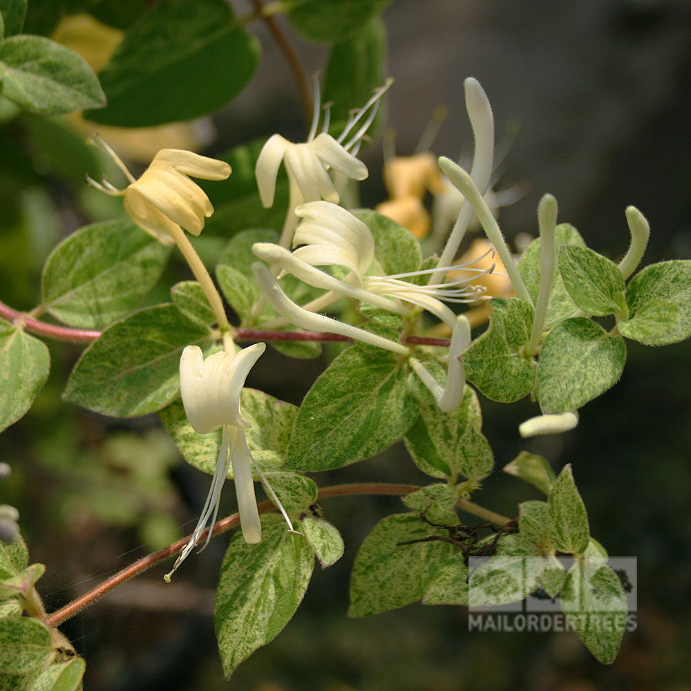 The Lonicera Mint Crisp, an evergreen honeysuckle climber, features green leaves and white tubular flowers transitioning to yellow. These fragrant blooms offer a delightful scent. A watermark with MAILORDERTREES appears on the image.