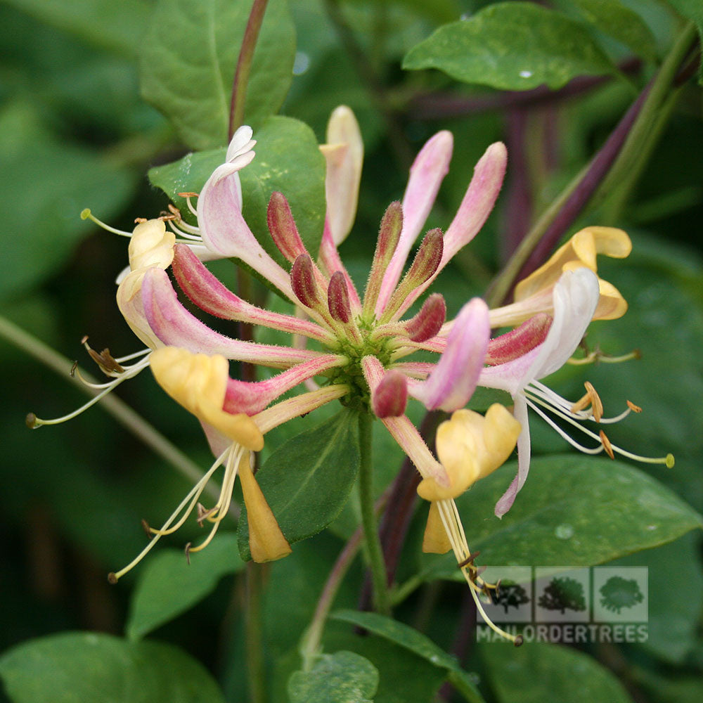 Close-up of a blooming Lonicera Serotina - Late Dutch Honeysuckle with pink and yellow petals; this fragrant climber entices pollinators against lush green leaves.