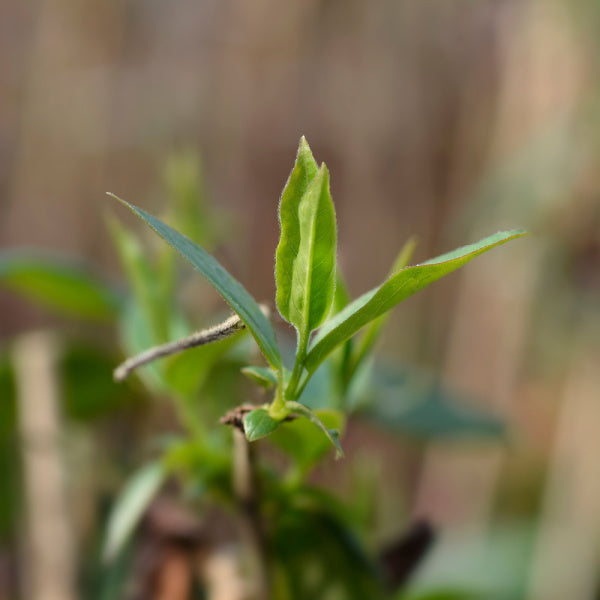 A close-up of Lonicera henryi, a young honeysuckle with pointed, evergreen leaves, set against a blurred natural background.