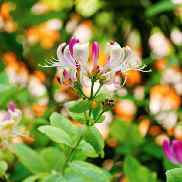 A Lonicera henryi (Honeysuckle) flower with pink and white petals on a green stem, surrounded by evergreen leaves, set against a blurred orange and green foliage background.