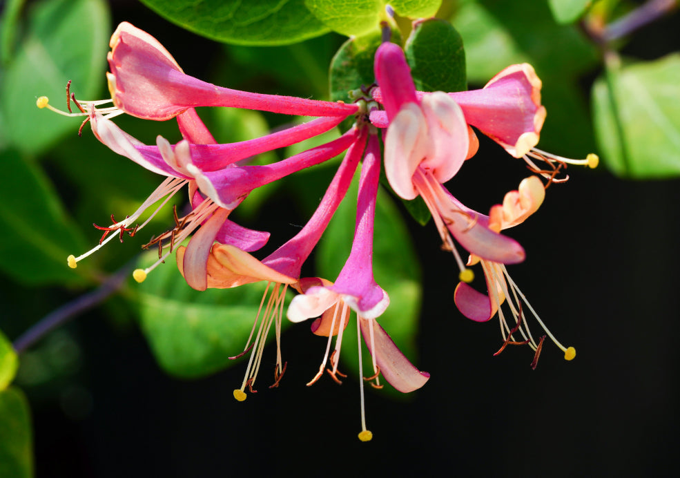 Climbing Lonicera: A Fragrant Beauty for Vertical Spaces.