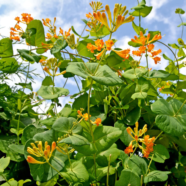 The vivid orange blooms and lush green foliage of the deciduous Lonicera x tellmanniana Honeysuckle plant stand out against a partly cloudy blue sky.