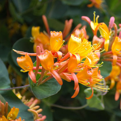 The Lonicera x tellmanniana, known as the Honeysuckle plant, showcases vibrant orange and yellow flowers in a close-up view, offering a lively contrast against lush green leaves.