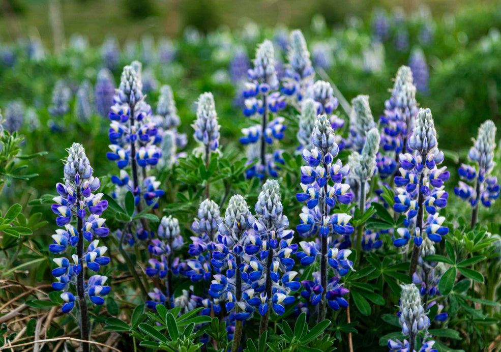 Hardy, Fast-Growing, and Perfect for Sunny Borders.