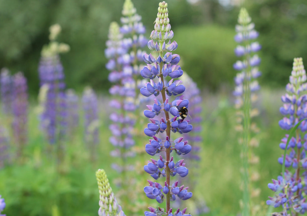 A Pollinator Favourite and Ideal for Naturalistic Planting.