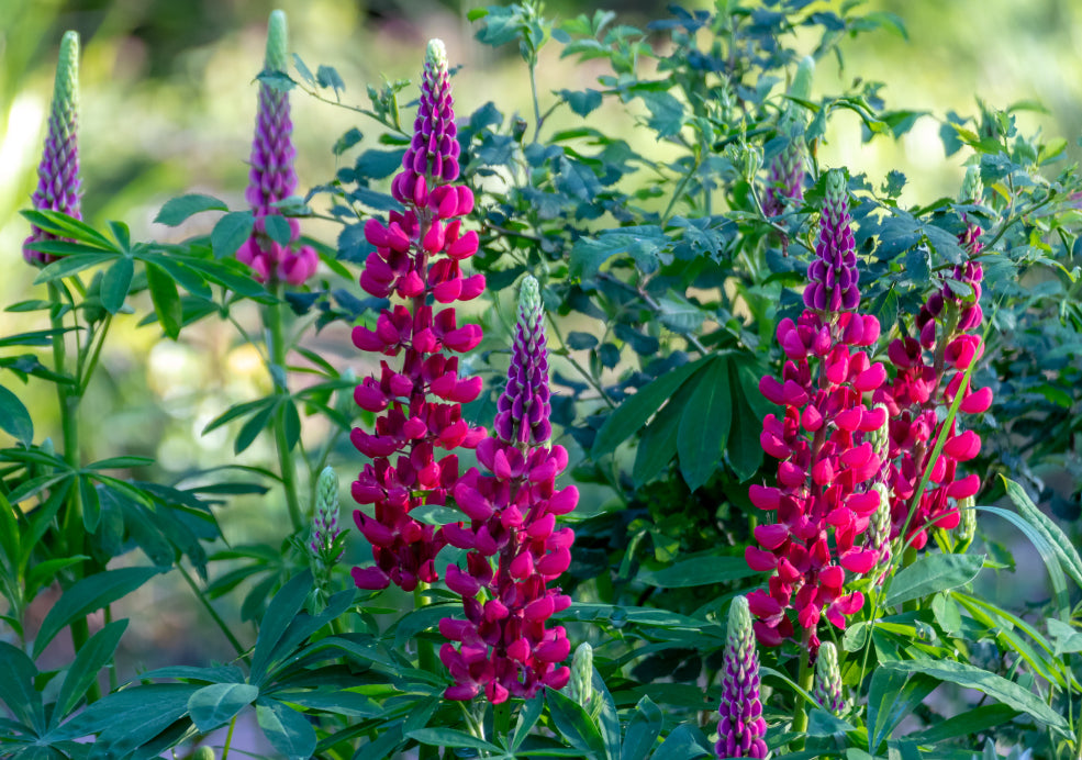 Lupinus: A Spectacular Display of Vertical Colour.