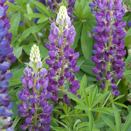 Lupinus 'Gallery Blue'