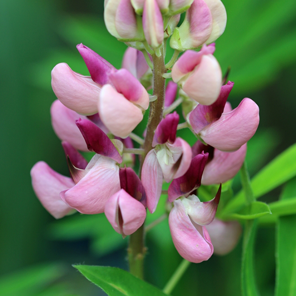 Lupinus Gallery Pink