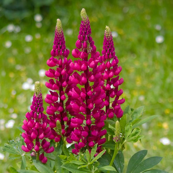 Lupinus Gallery Red