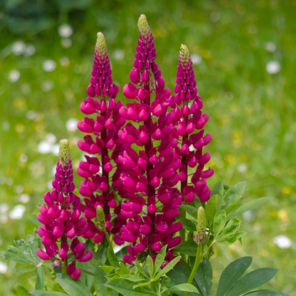 Lupinus Gallery Red