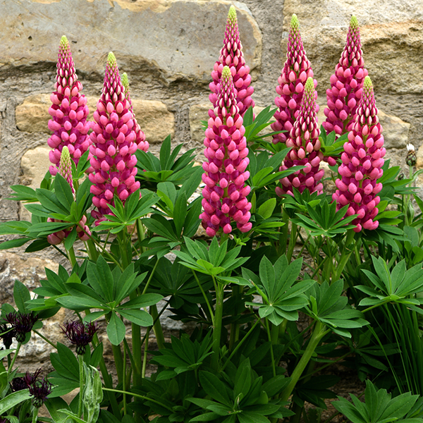 Lupinus Gallery Red