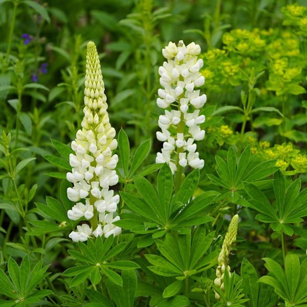 Lupinus Gallery White