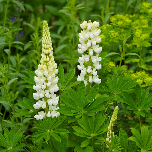 Lupinus 'Gallery White'