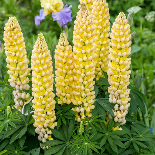 Lupinus 'Gallery Yellow'