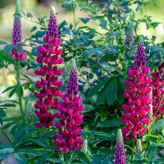 Lupinus 'My Castle'