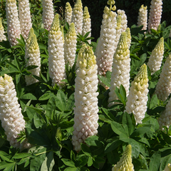 Lupinus 'Noble Maiden'