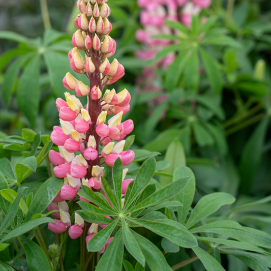 Lupinus 'The Chatelaine'