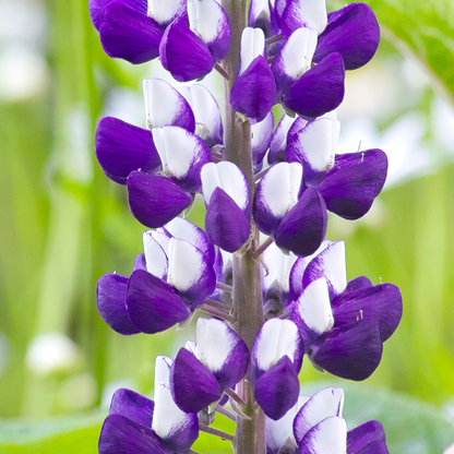 Lupinus 'The Governor'