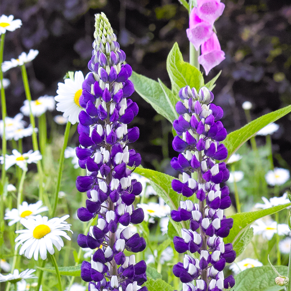 Lupinus 'The Governor'