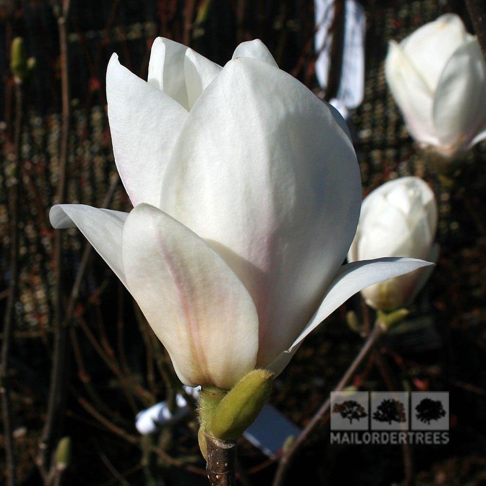 Close-up of a budding Magnolia Alba Superba, hinting at the fragrant white flowers it will soon reveal, set against a dark background with a Mail Order Trees logo in the corner.