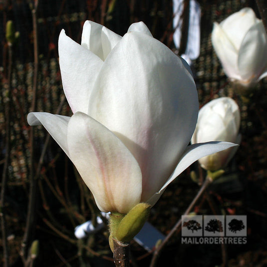 Magnolia Alba Superba - Magnolia Tree