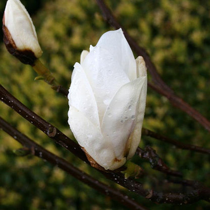 Close-up of a Magnolia Alba Superba - Magnolia Tree's white bud adorned with dewdrops on its petals, set against a blurred backdrop of lush green foliage.