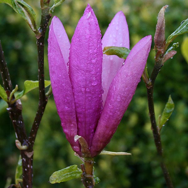 A bud of the Betty Magnolia Tree, sprinkled with water droplets, sits gracefully on a branch amidst vibrant green leaves, suggesting the tulip-shaped blooms it will soon display.