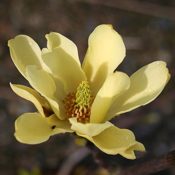 Close-up of a Magnolia Butterflies flower featuring dew droplets on its yellow petals, highlighting the detailed central stamen cluster and capturing the beauty of these fragrant flowers.