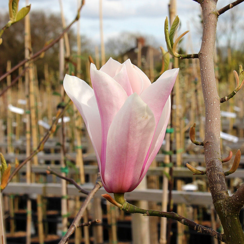 Close-up of a single pink and white flower bud from the Magnolia Full Eclipse tree on a branch, surrounded by green leaves with a blurred background of garden stakes and trees.