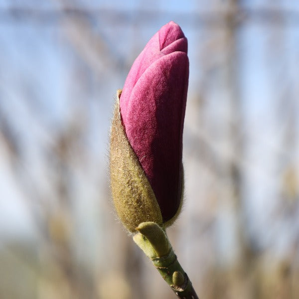 Close-up of a budding Magnolia Galaxy magnolia tree, showcasing the texture and emerging petals against a blurred background.