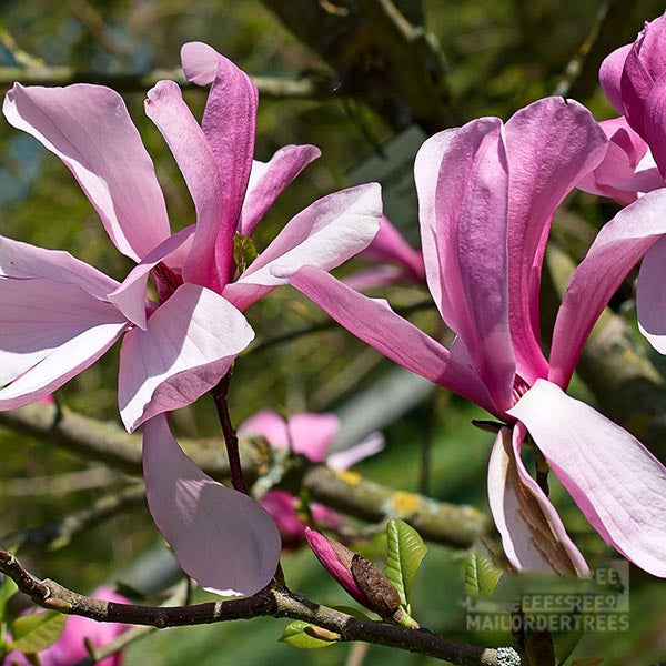 Close-up of Magnolia Galaxy - Magnolia Tree's purple-red flowers blooming on branches with green leaves in sunlight.