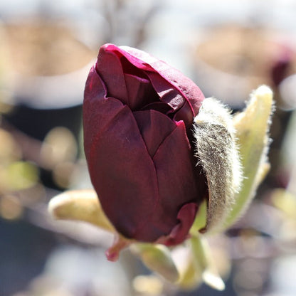 A close-up of a Magnolia Genie - Genie Magnolia Tree bud, showcasing its deep burgundy bloom resting on a fuzzy green stem, set against a blurred background.