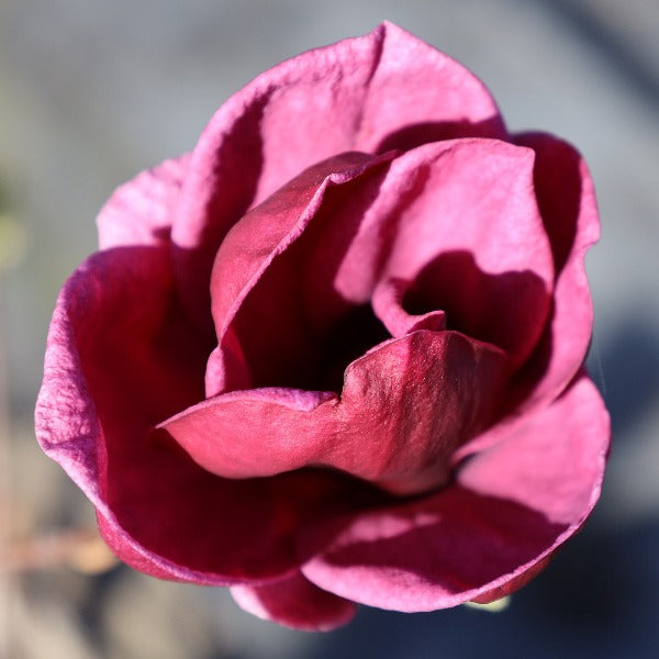 A close-up of a single dark pink rose in full bloom stands out like the deep burgundy flowers of the Genie Magnolia Tree against a blurred background.