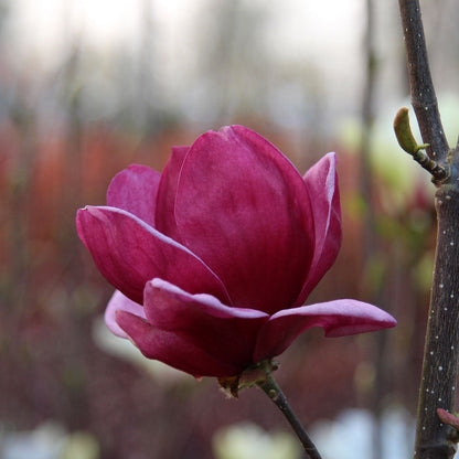 Close-up of a blooming Genie Magnolia Tree flower on a branch, showcasing its deep burgundy blooms against a blurred background.