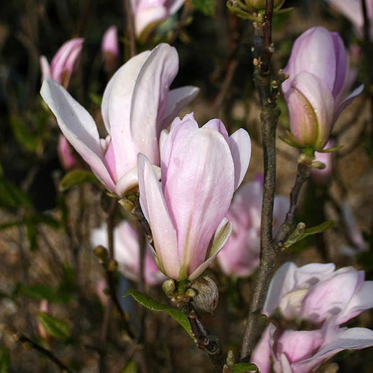 Magnolia George Henry Kern - Magnolia Tree