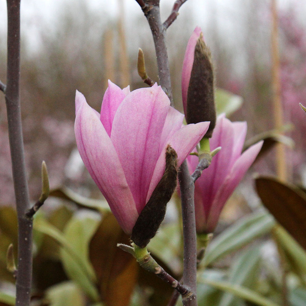 Close-up of fragrant pink buds and blooms on branches of a Magnolia Heaven Scent - Magnolia Tree set against a blurred background with green leaves.