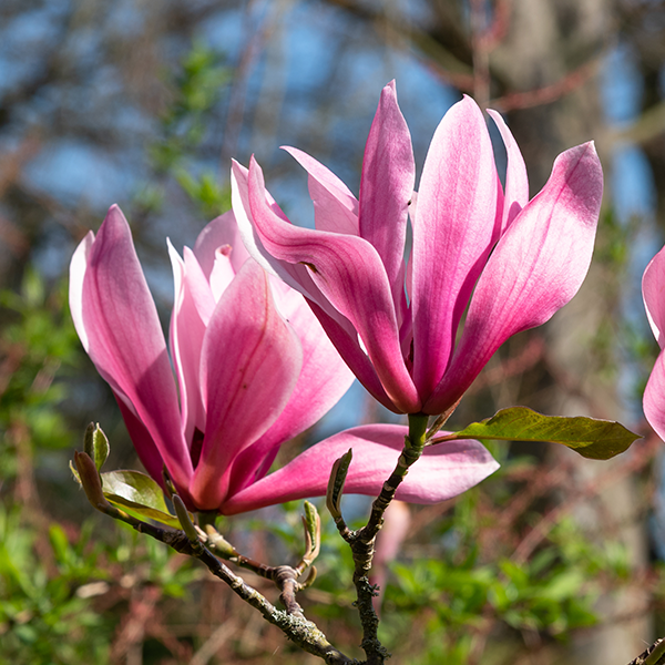 A close-up of the fragrant pink blossoms from the Magnolia Heaven Scent tree showcases a beautiful display of this deciduous tree set against a softly blurred natural background.