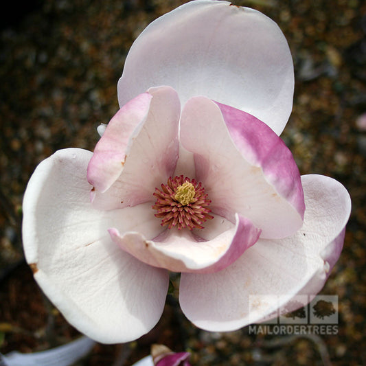 Magnolia Lennei - Magnolia Tree