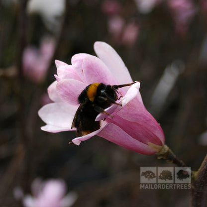 A bee is perched on a Magnolia Leonard Messel, gathering nectar from its lilac pink flowers.