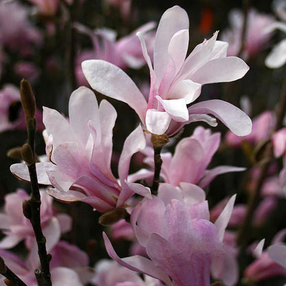 Lilac pink flowers burst forth on the Magnolia Leonard Messel - Magnolia Tree, showcasing the elegance of its blooms in full glory.