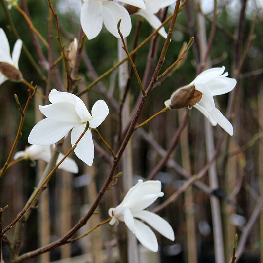 Magnolia Louisa Fete  - Magnolia Tree