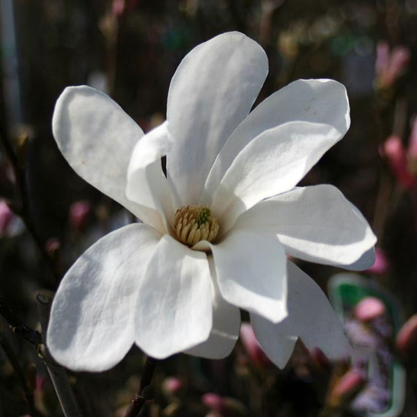 Close-up of the Magnolia Merrill flower, showcasing its scented white petals and central green stem, contrasted against the branches and buds of this small deciduous tree.