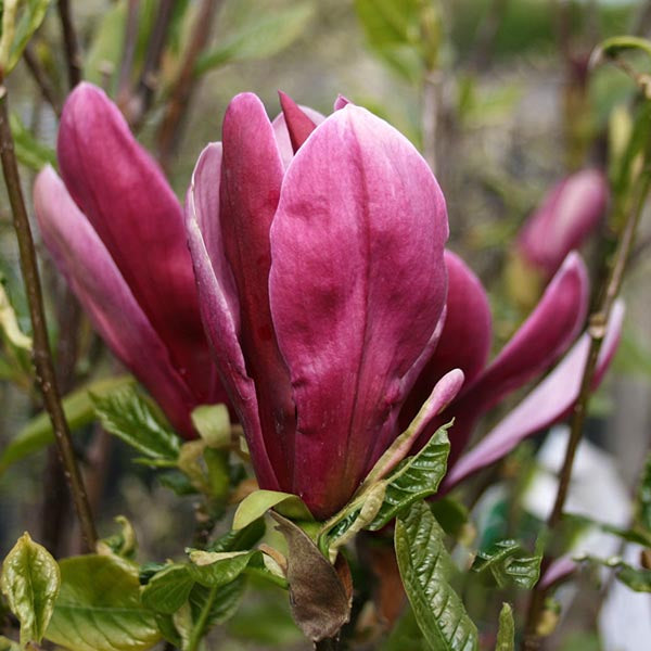 Close-up of a Magnolia Nigra bloom with elongated, dark reddish-purple petals surrounded by green foliage.