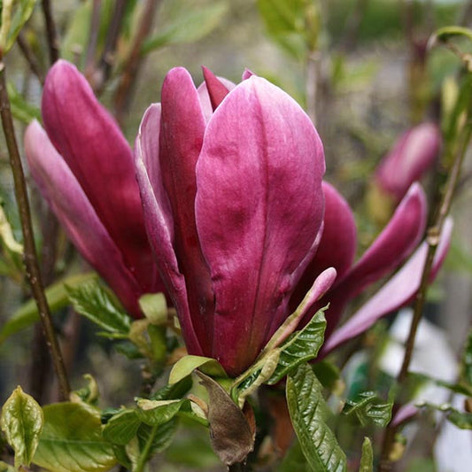 Magnolia Nigra - Magnolia Tree