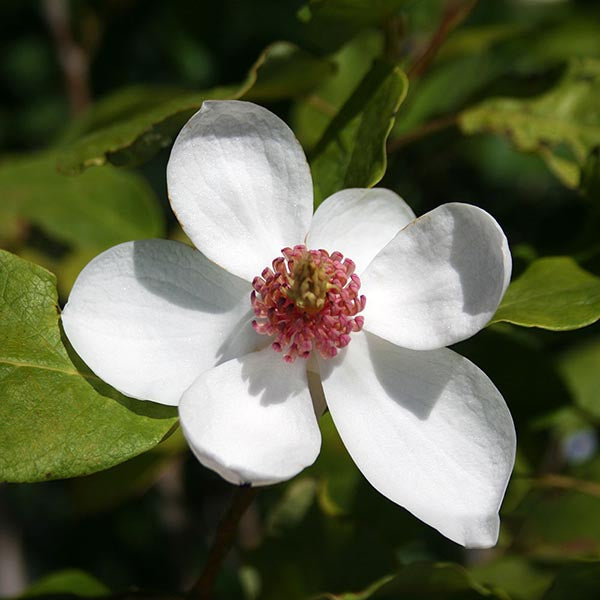 Close-up of a white Magnolia Sieboldii flower with five petals and a pinkish-red centre, surrounded by green leaves.