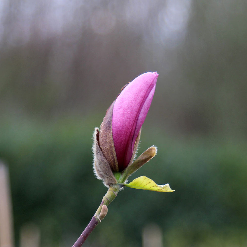 A pink Magnolia Spectrum blossom from the Magnolia Tree, recognised with the RHS Award of Garden Merit, gently unfurls on a branch, highlighting its goblet-shaped elegance against a softly blurred green background.