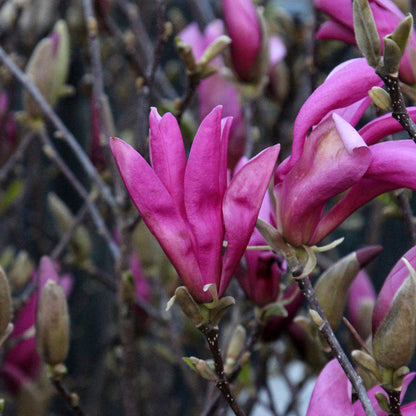 Close-up of vibrant pink flowers from the Magnolia Susan - Magnolia Tree in bloom, surrounded by buds on branches.