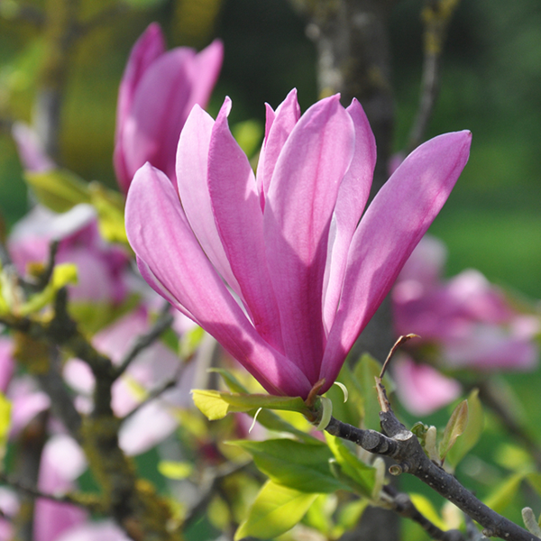 Close-up of a Magnolia Susan flower in bloom on a tree branch, showcasing its pink petals, surrounded by green leaves and more blossoms in the blurred background.