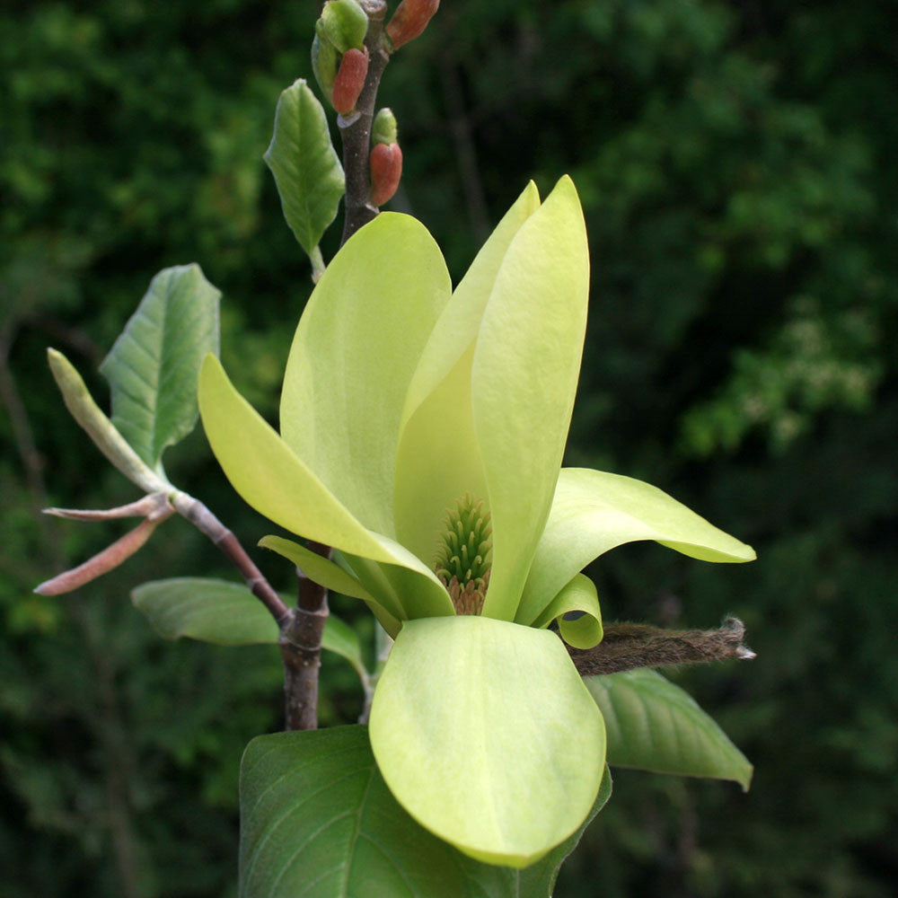 A Magnolia Yellow Bird tree, featuring pale green flowers, glossy leaves, and several unopened buds in the background, creates a stunning statement.